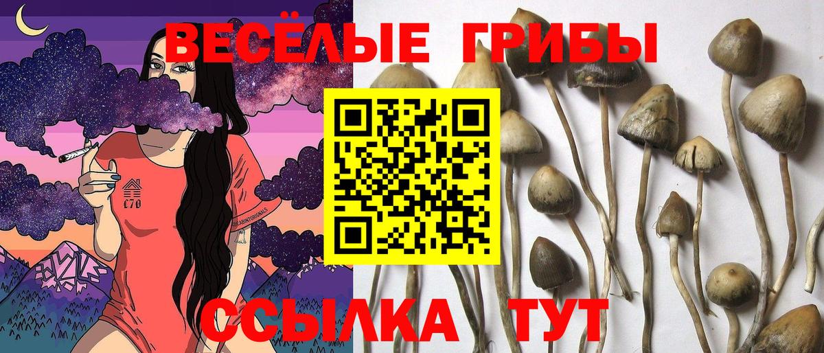 Галлюциногенные грибы Cubensis Дзержинский