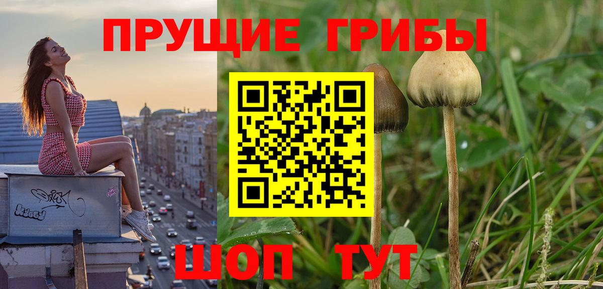 Псилоцибиновые грибы Cubensis Дзержинский